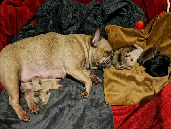 Cuccioli di bulldog francese meravigliosi - media 3